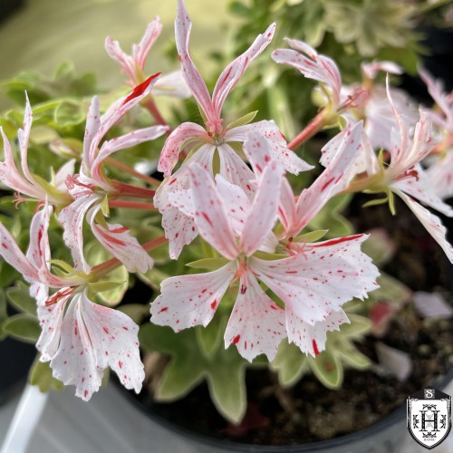 Pelargonium 'Vectis Starbright' - Pelargoon 'Vectis Starbright' P9/0,55L